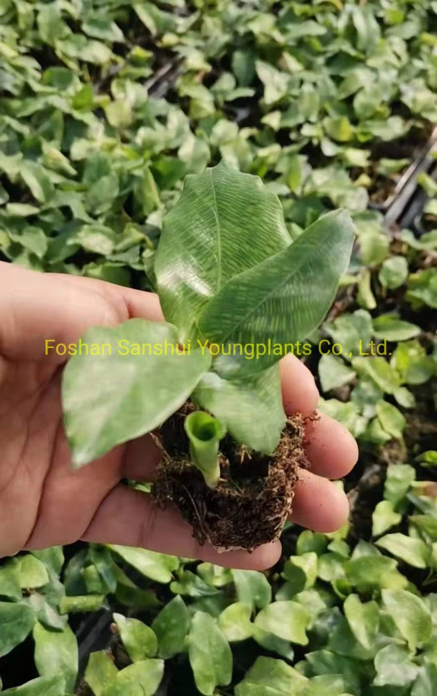 Plantas jovens | Fábrica de Calathea Maranta de grande sucesso 3