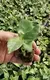 prayer plant brown edges on leaves at Wholesale Prices | Youngplants 2