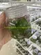 Syngonium Batik: Stylish Indoor Air Purifying Plant 2