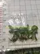 Syngonium Batik: Stylish Indoor Air Purifying Plant 3