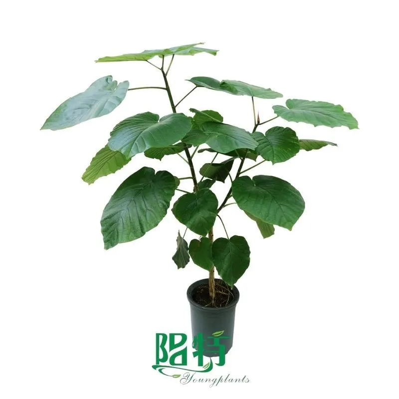 Foshan Youngplants - Wholesale Tray Plug Plants Supply Growers Varigated Rubber Tree Ficus umbellata 1
