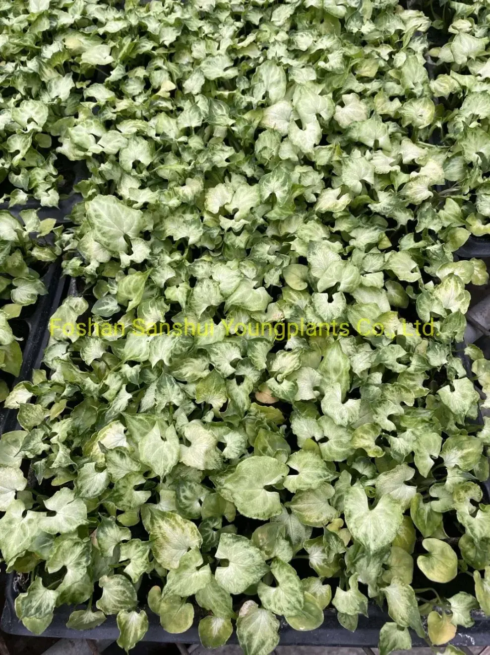 Syngonium Batik: Stylish Indoor Air Purifying Plant 6