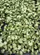 Syngonium Batik: Stylish Indoor Air Purifying Plant 6