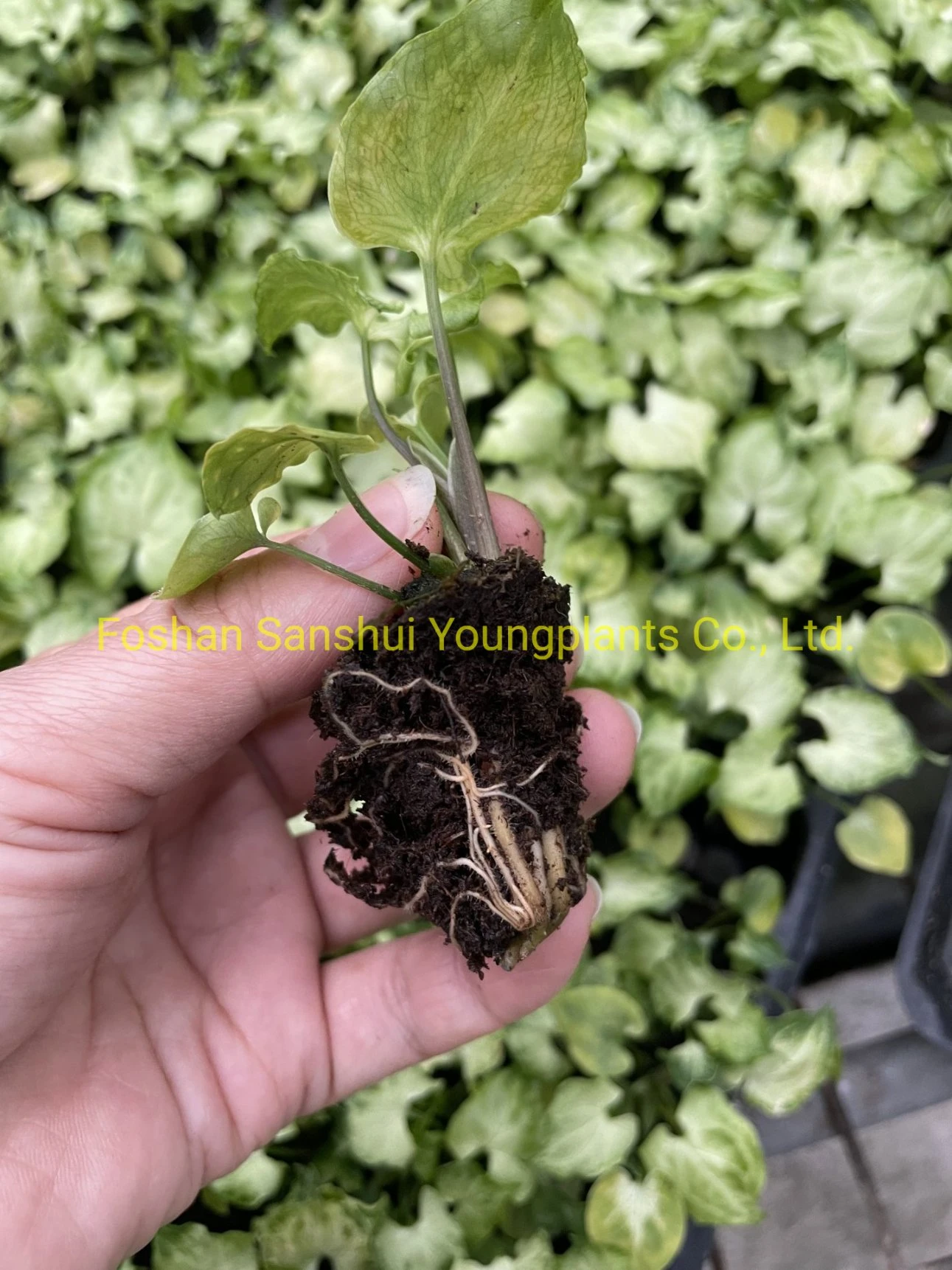 arrowhead plant types | Youngplants 8