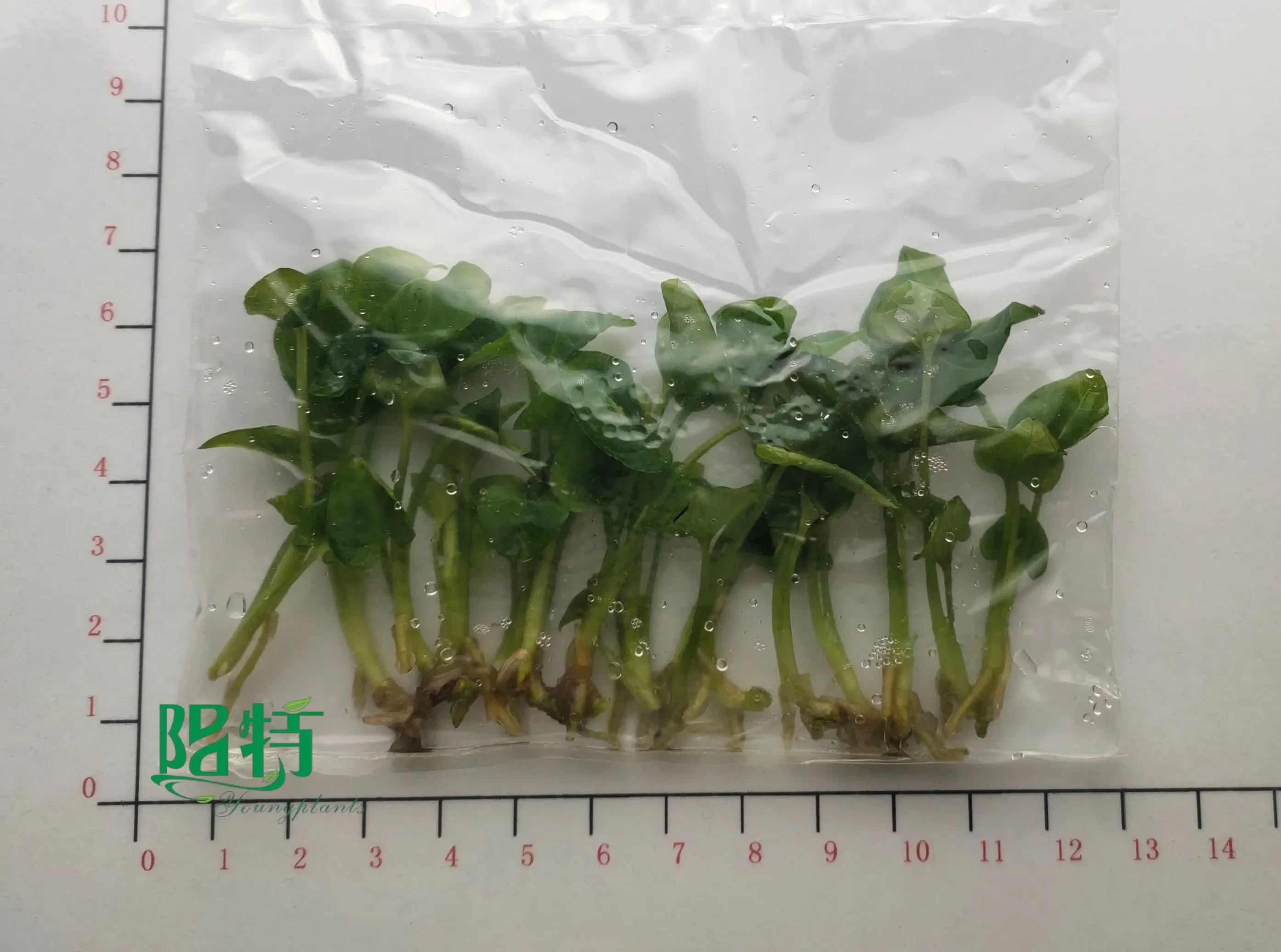 Youngplants Syngonium Wendlandii Plant Natural Syngonium Tissue Culture 1