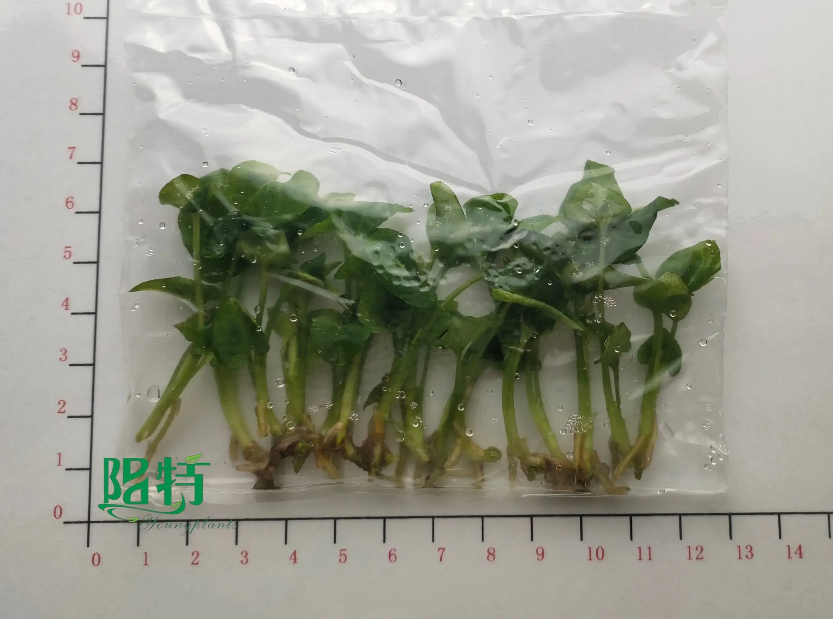 where to buy aglaonema | Youngplants