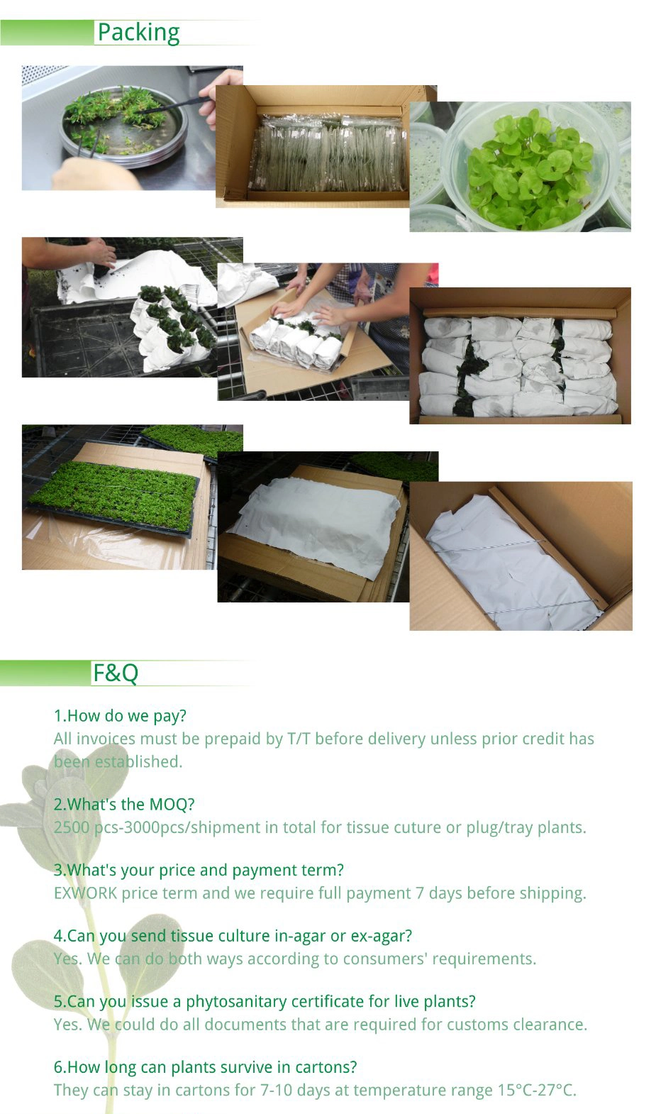 Tissue Culture Syngonium Tray Plug Indoor Plant Seedling
