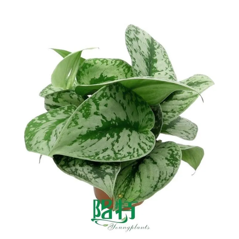 Foshan Youngplants - Natural Varigated Plants Scindapsus Pictus Exotica Scindapsus 1