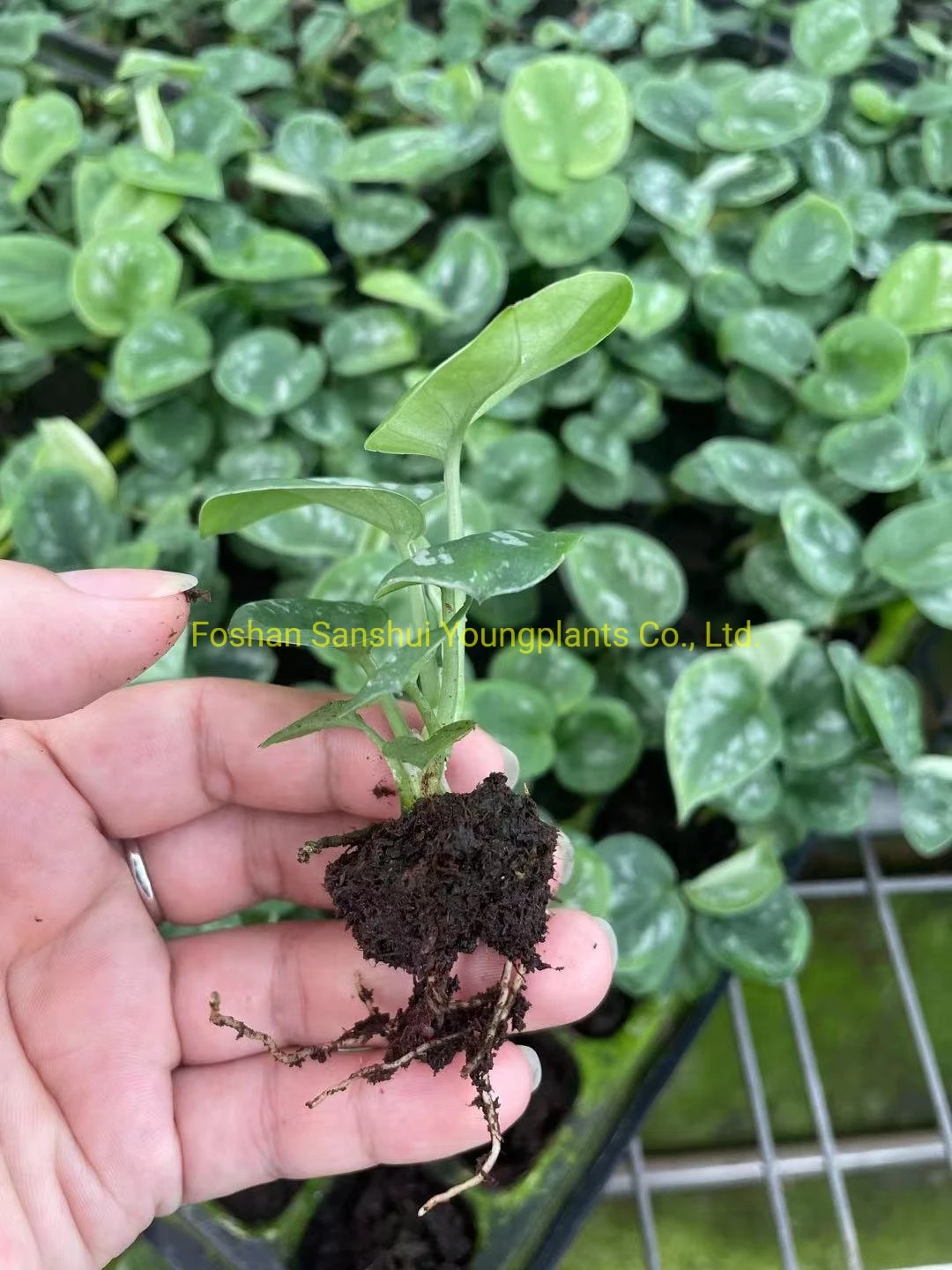 satin pothos care at Wholesale Prices | Youngplants 3