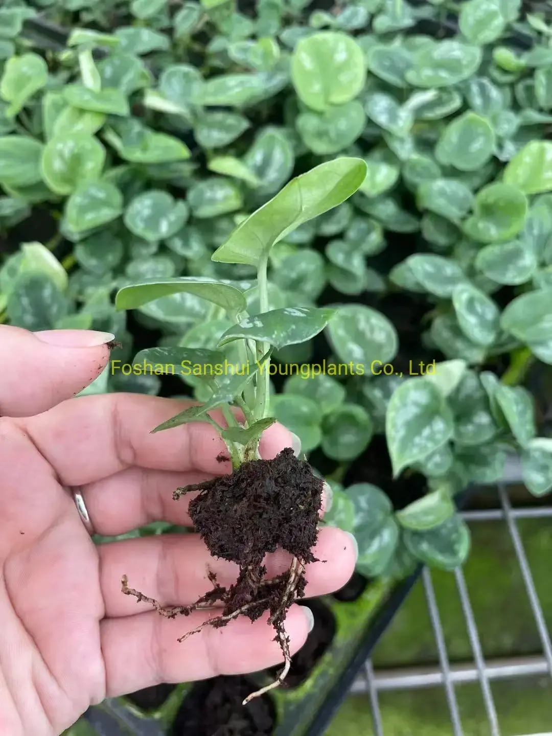 Custom scindapsus varieties  Manufacturer | Youngplants 2