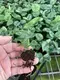 Custom scindapsus varieties  Manufacturer | Youngplants 2