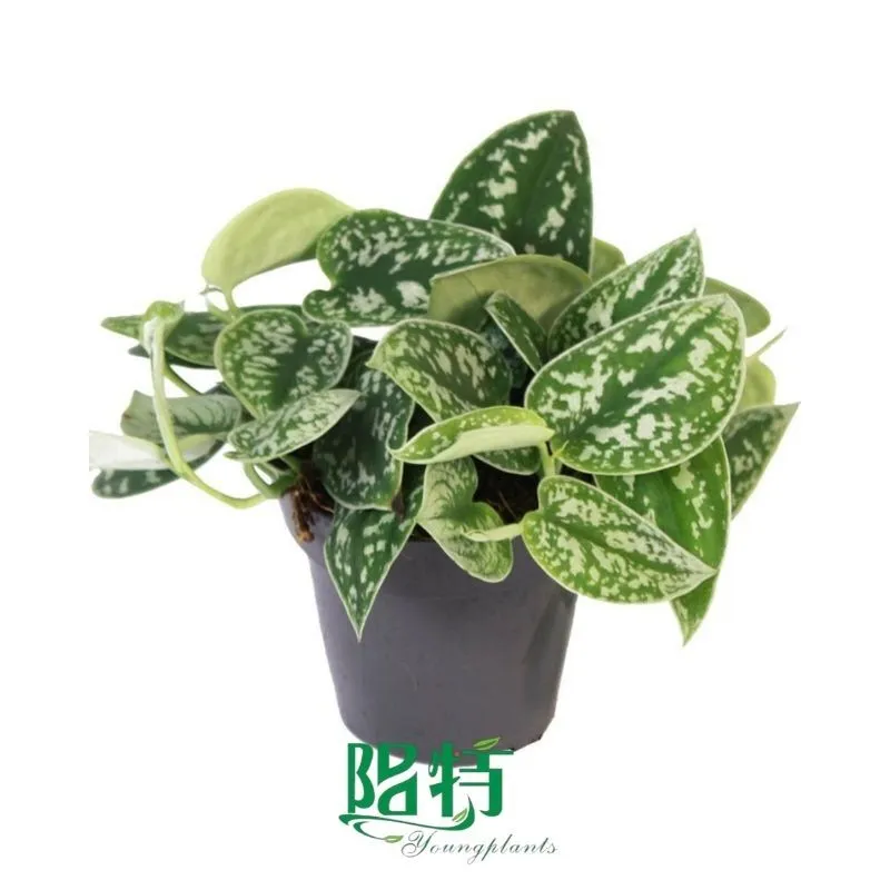Foshan Youngplants - Scindapsus Argyraceus Tissue Culture Varigata Foliage Live Natural Plant Scindapsus 1
