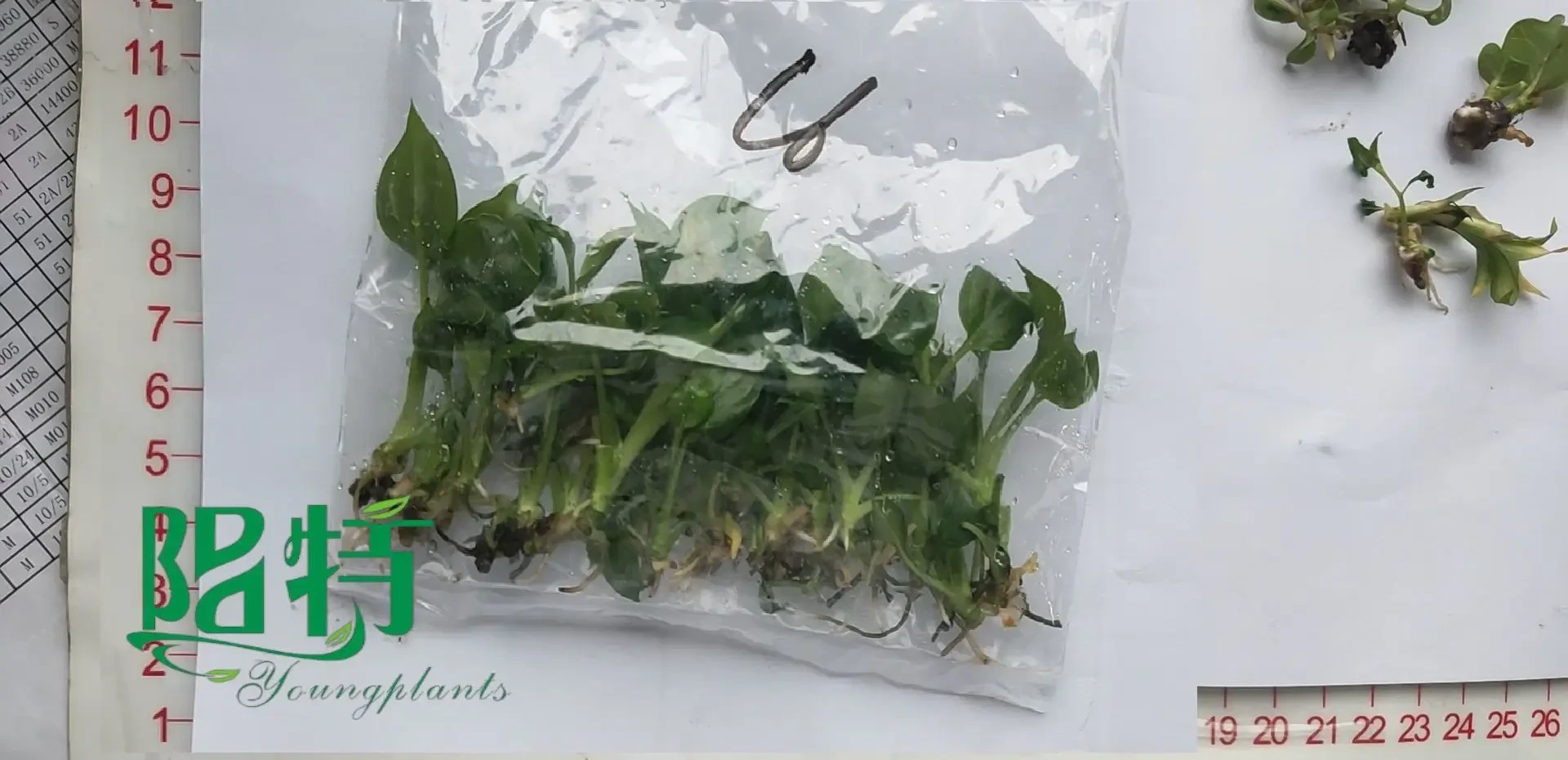 Foshan Youngplants - High Quality Scindapsus Varigata Green Natural Live Indoor Plant Tissue Culture Scindapsus 1