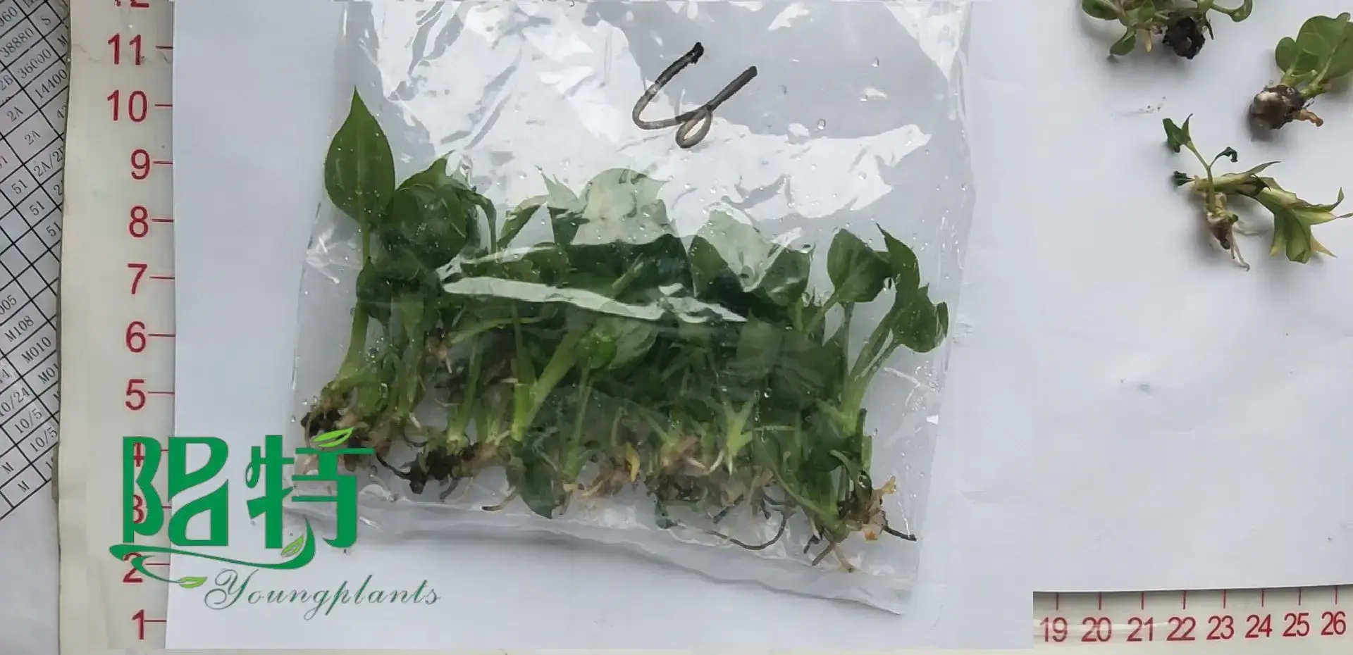 How To Own aglaonema propagation For Free