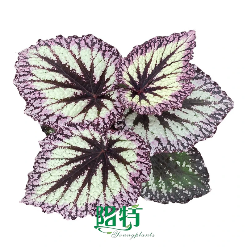 Youngplants Rex Begonie Pflanzengewebekulturpflanzen in Vitroversorgung 1