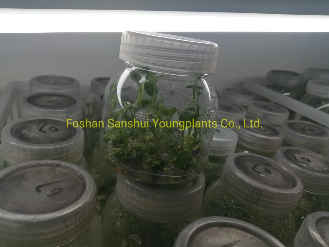 Scindapsus Argyraceus Nuôi cấy mô Varigata Tán lá Thực vật tự nhiên sống