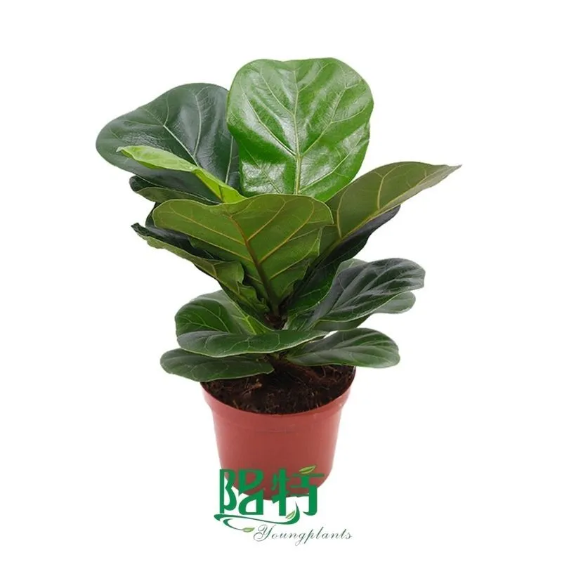 Foshan Youngplants - Wholesale Plantlets Fiddle-Shaped Ficus Lyrata 'Bambino' 1