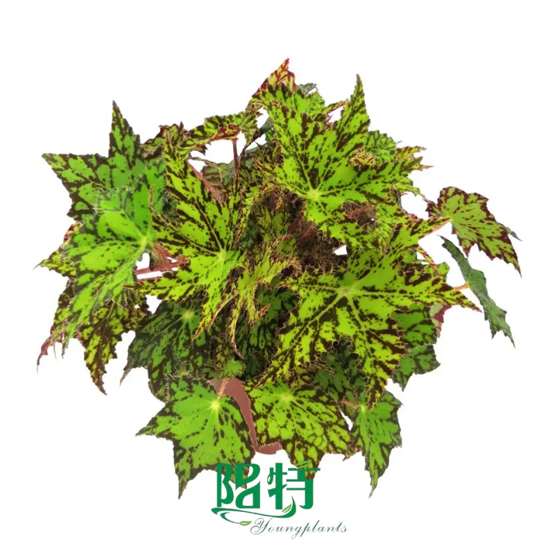 How To Own aglaonema varieties with names For Free