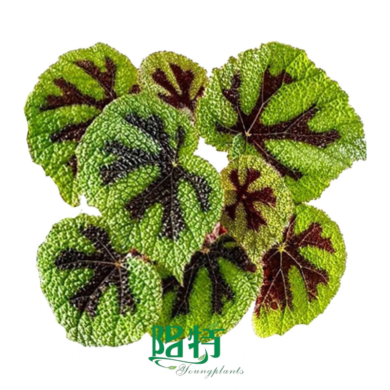 Youngplants Begonie Masoniana Irmsch Großhandel Gewebekulturpflanzen In-vitro-Versorgung 1