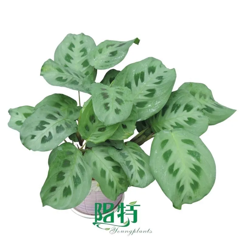 Foshan Youngplants - Wholesale Plants Supplier Tissue Culture Maranta leuconura Kerchoveana 1