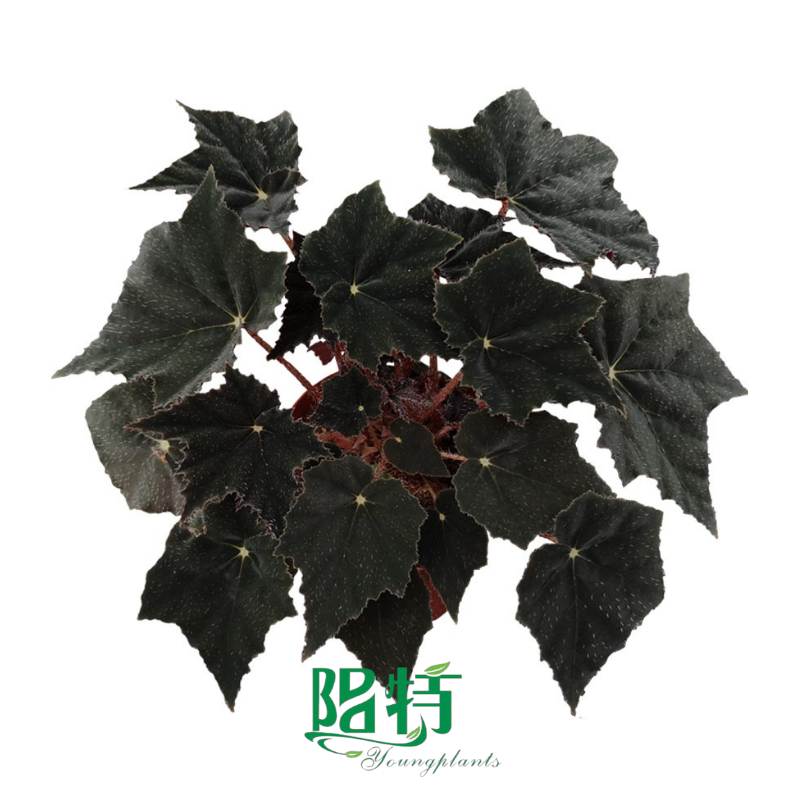 Here's What People Are Saying About aglaonema lucky red care