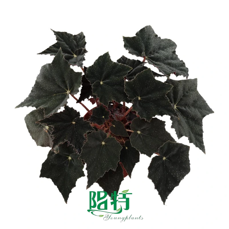 Youngplants Gewebekulturpflanzen In-vitro-Versorgung Begonie Großhandel Rex Black Velvet 1