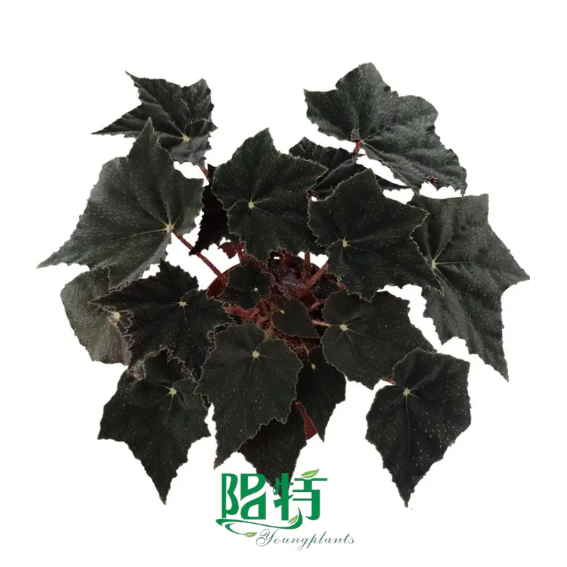 Fully Utilize silver aglaonema To Enhance Your Business
