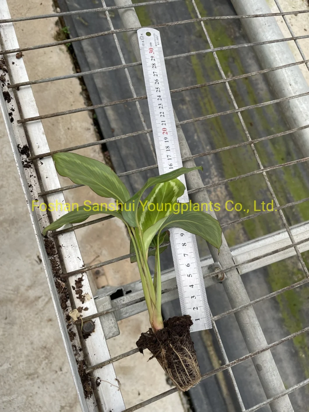 Calathea Bicajoux New Beauty Wholesale Import From China