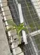 Custom calathea  Manufacturer | Youngplants 2