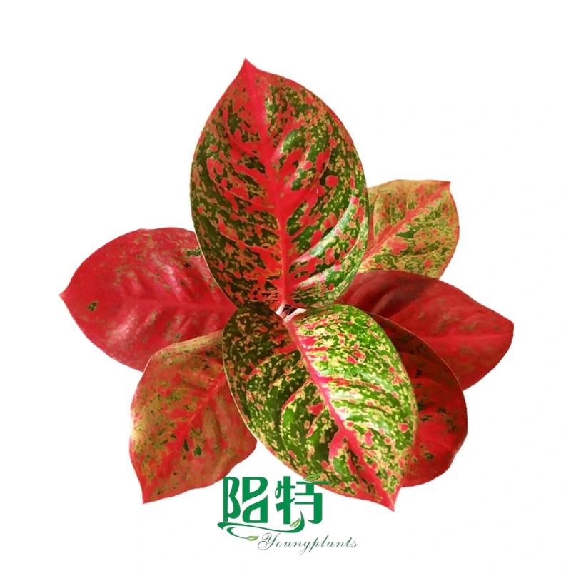 Foshan Youngplants - Rooted Plant Plugs Seedlings Indoor/Outdoor Wholesale for Grower Aglaonema Fireworks 1