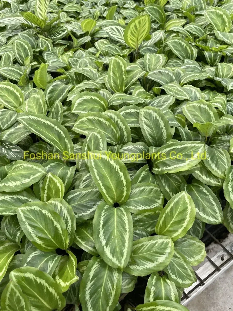 Foshan Youngplants - Calathea Bicajoux New Beauty Wholesale Import From China Calathea/Stromanthe/Maranta/Ctenanthe 1