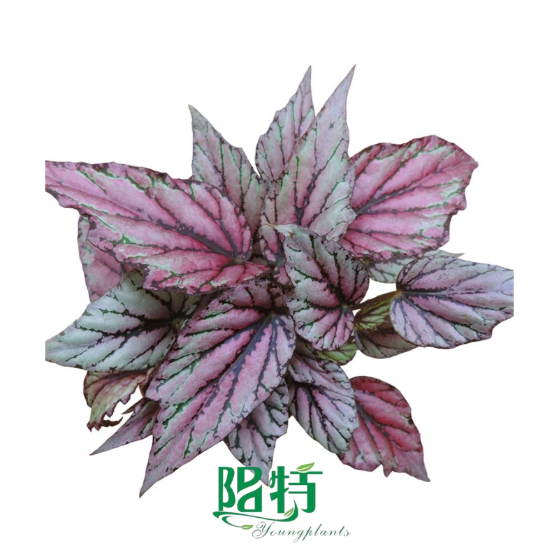 Foshan Youngplants | Gewebekulturanlagen In-vitro-Versorgungsstrich Rex Hugh McLauchlan 1