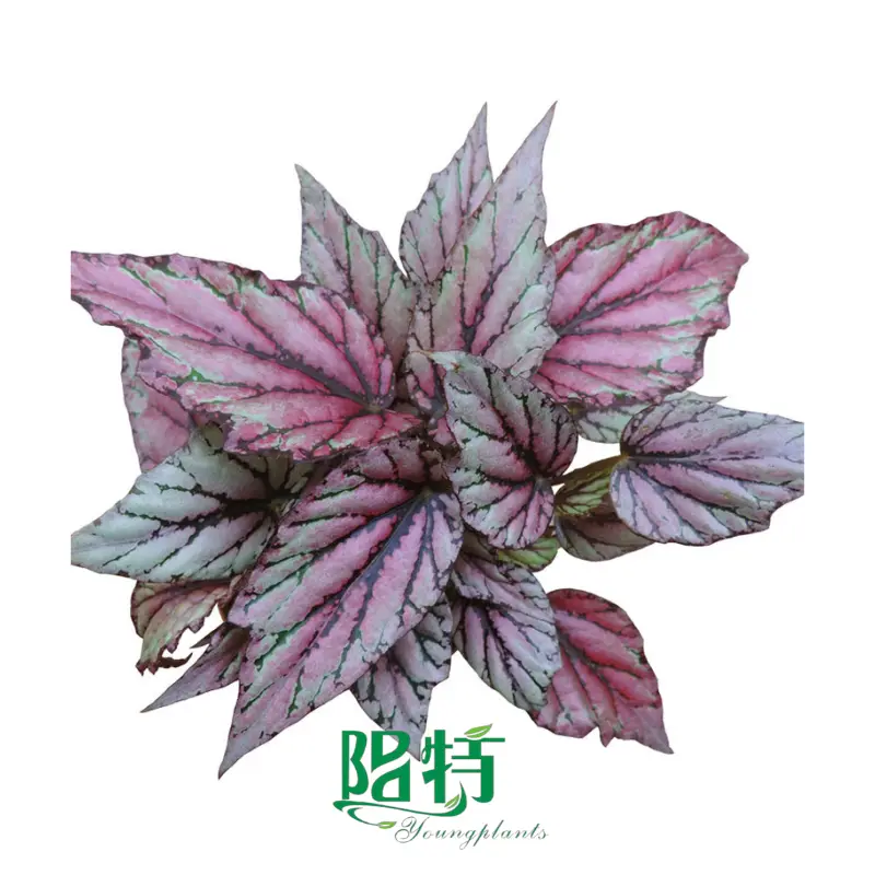 Here's What People Are Saying About aglaonema pink dalmatian propagation