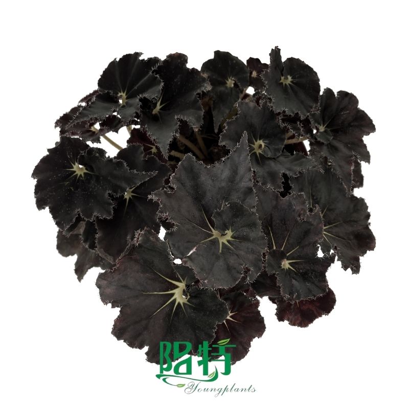 Советы по уходу за растением аглаонема (бесплатно)