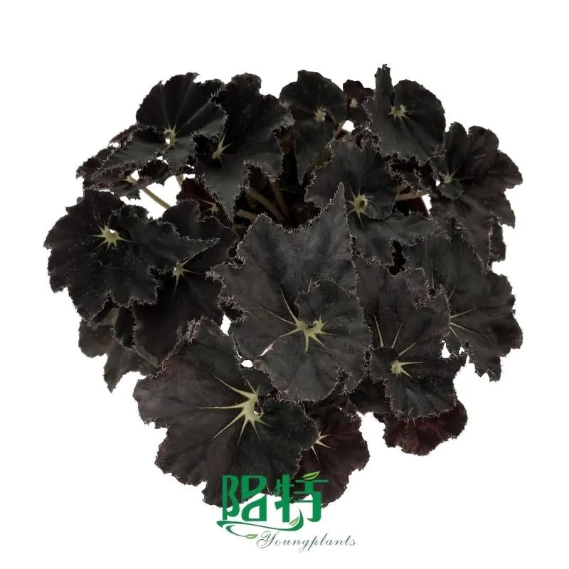 Foshan Youngplants | Gewebekulturpflanzen In-vitro-Versorgung Begonie Rex Dark Mambo 1