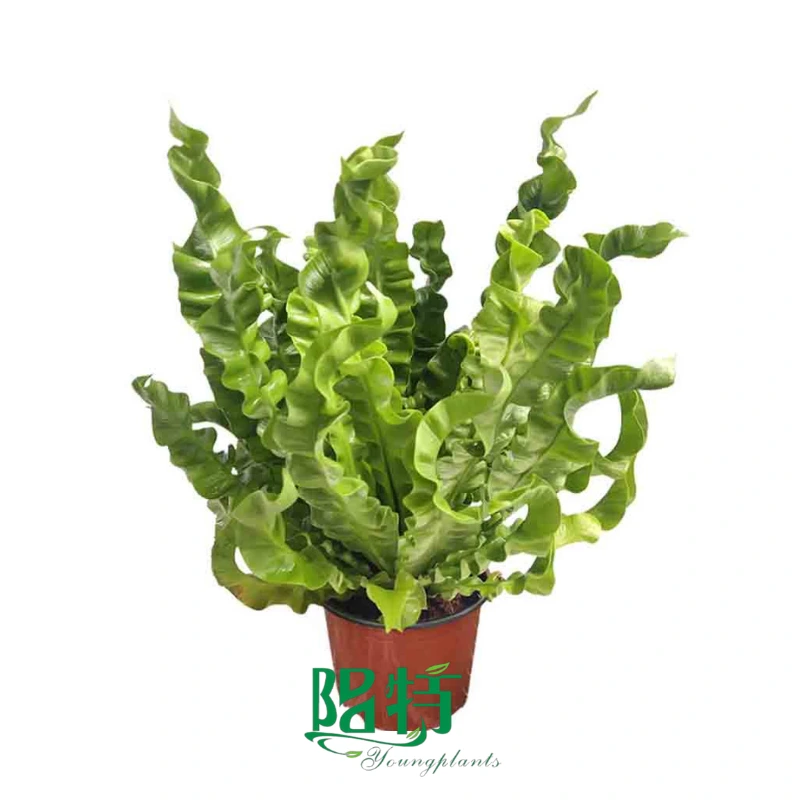 Foshan Youngplants - Asplenium nidus 'Crispy Wave' 1