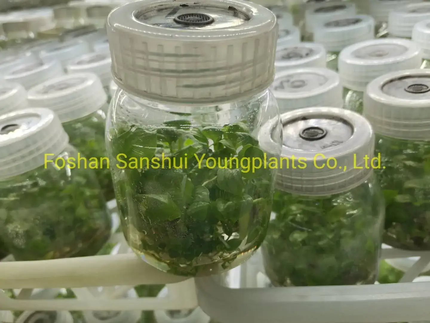 Spathiphyllum Tissue Culture Wholesale: Strong Technological Development 2