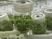 Spathiphyllum Tissue Culture Wholesale: Strong Technological Development 2