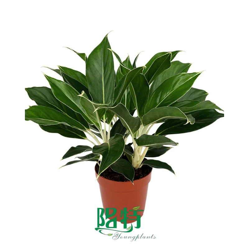 Foshan Youngplants - Aglaonema White Jewel Rooted Plant Plugs Seedlings Indoor/Outdoor Wholesale for Grower 1
