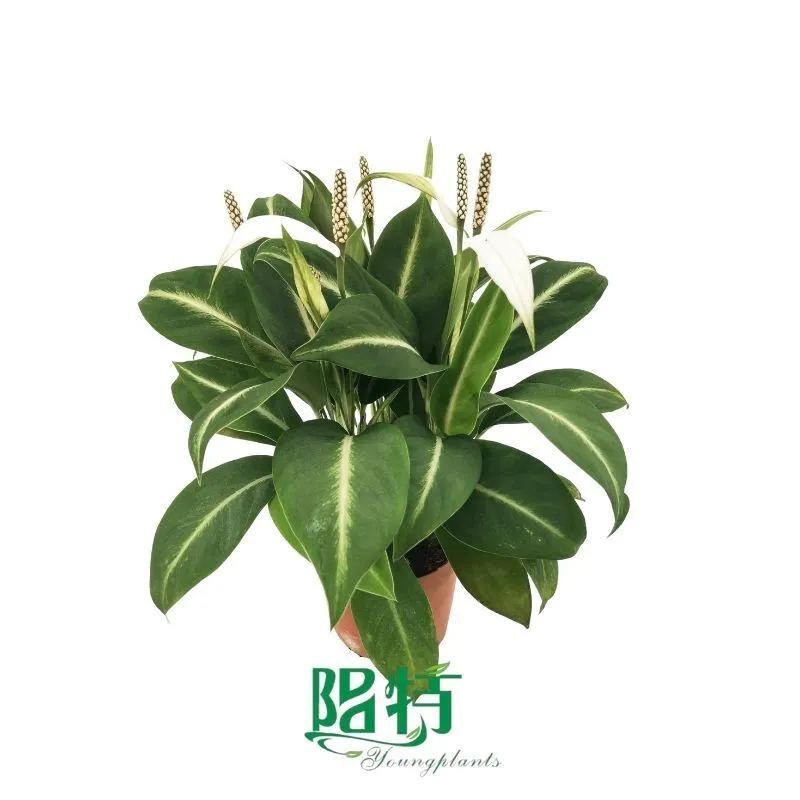 Foshan Youngplants | Tissue Culture Invitro Real Live Plant Wholesale Spathiphyllum floribundum 'Silver Streak' 1