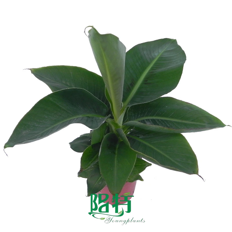 Foshan Youngplants | Musa Dwarf Cavendish Tropicana Banana Live Tree Wholesale Manufacturer from China 1