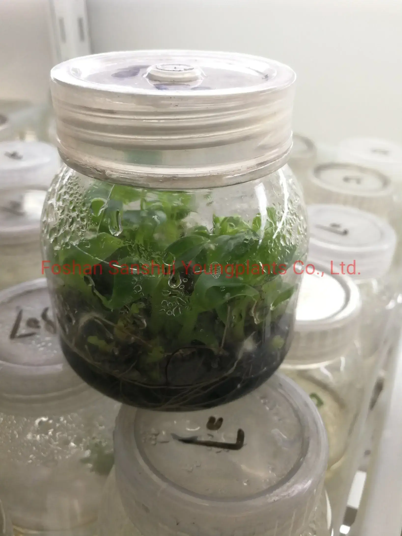 Live Musa Dwarf Cavendish Banana Plant - Tissue Culture Seedlings 2