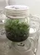 Live Musa Dwarf Cavendish Banana Plant - Tissue Culture Seedlings 2