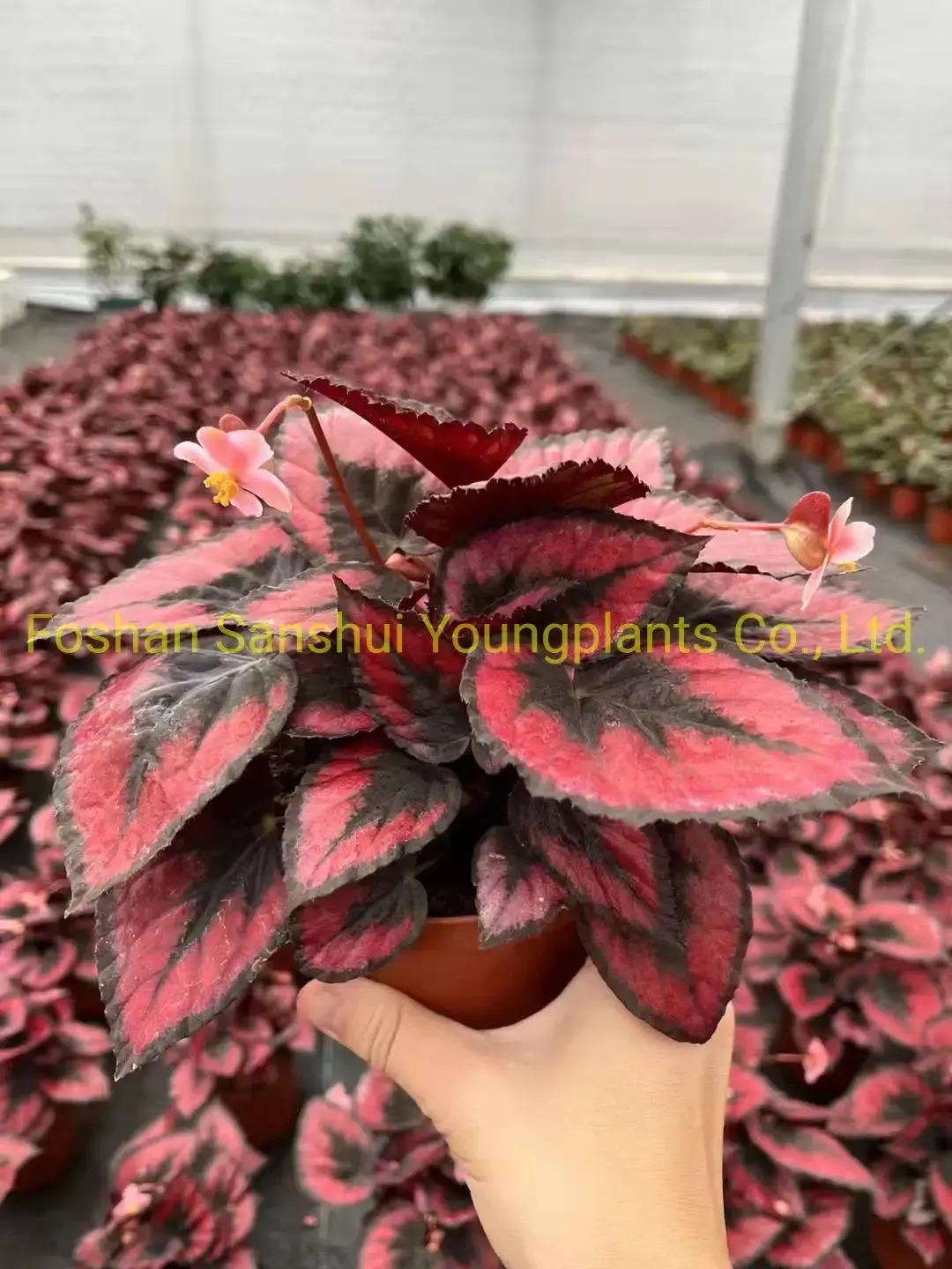 rex begonia care at Wholesale Prices | Youngplants1 3