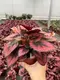 rex begonia care at Wholesale Prices | Youngplants1 3