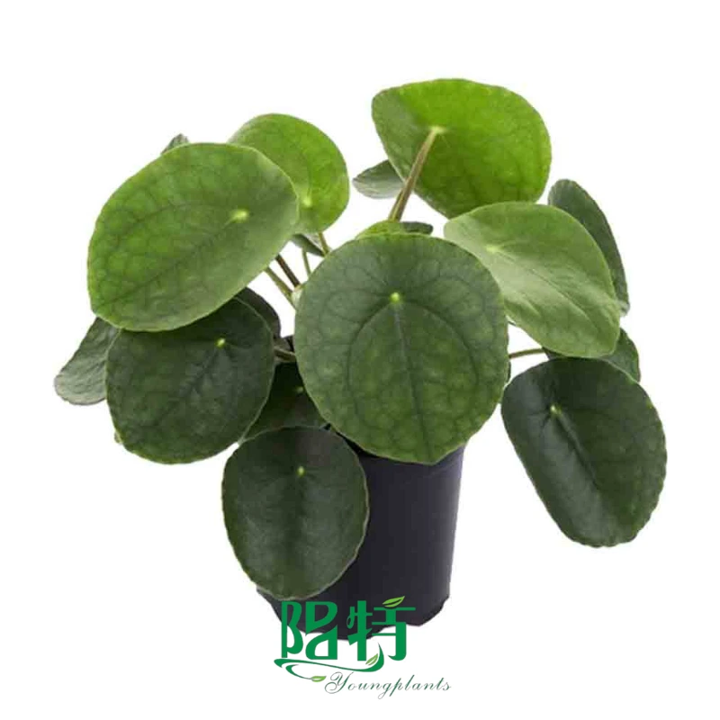 Foshan Youngplants | Pilea peperomioides Chinese Money Plant Tissue Culture Plug Wholesale 1