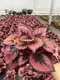 rex begonia care at Wholesale Prices | Youngplants1 4