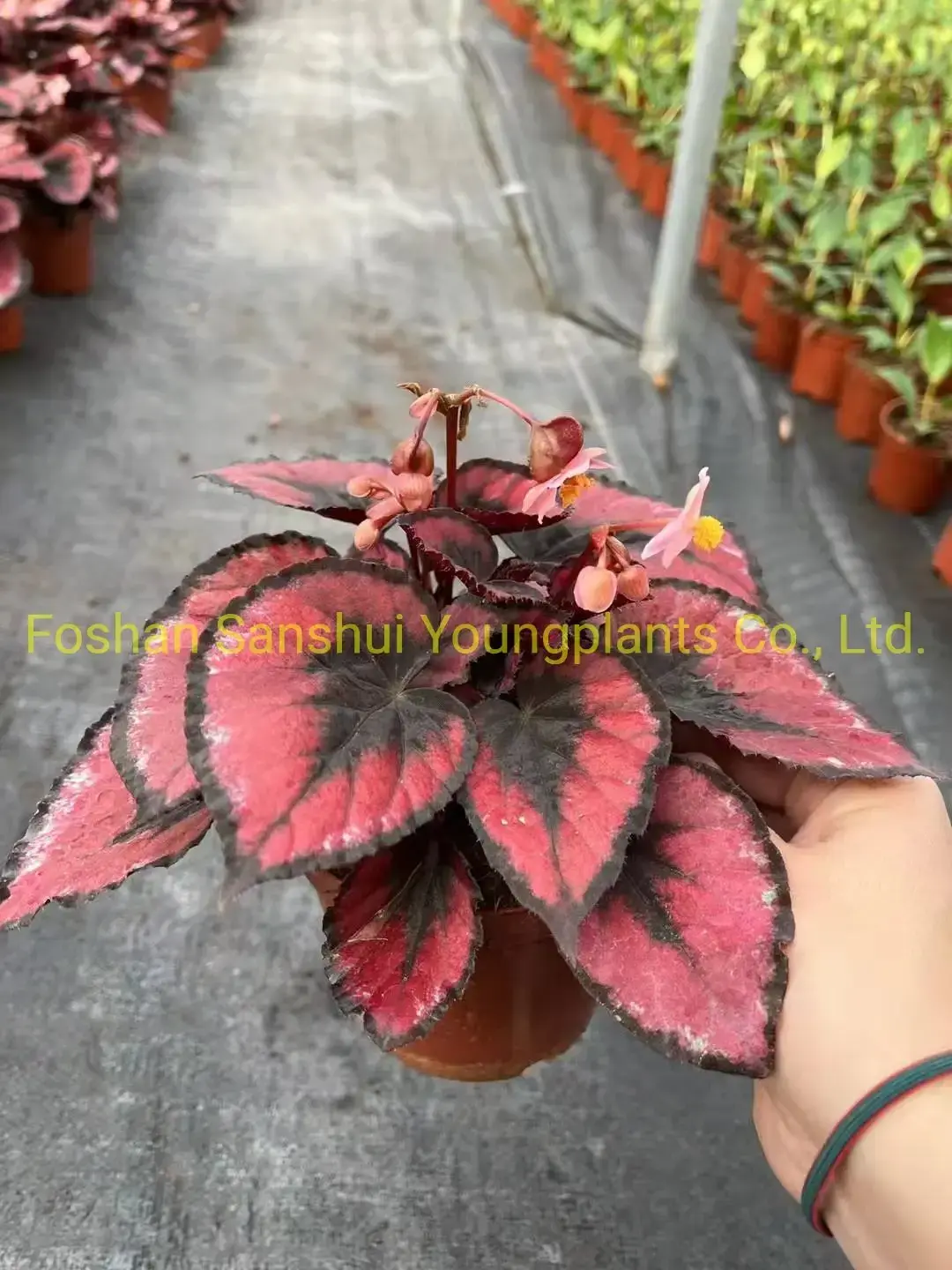 rex begonia care at Wholesale Prices | Youngplants1 2