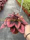 rex begonia care at Wholesale Prices | Youngplants1 2