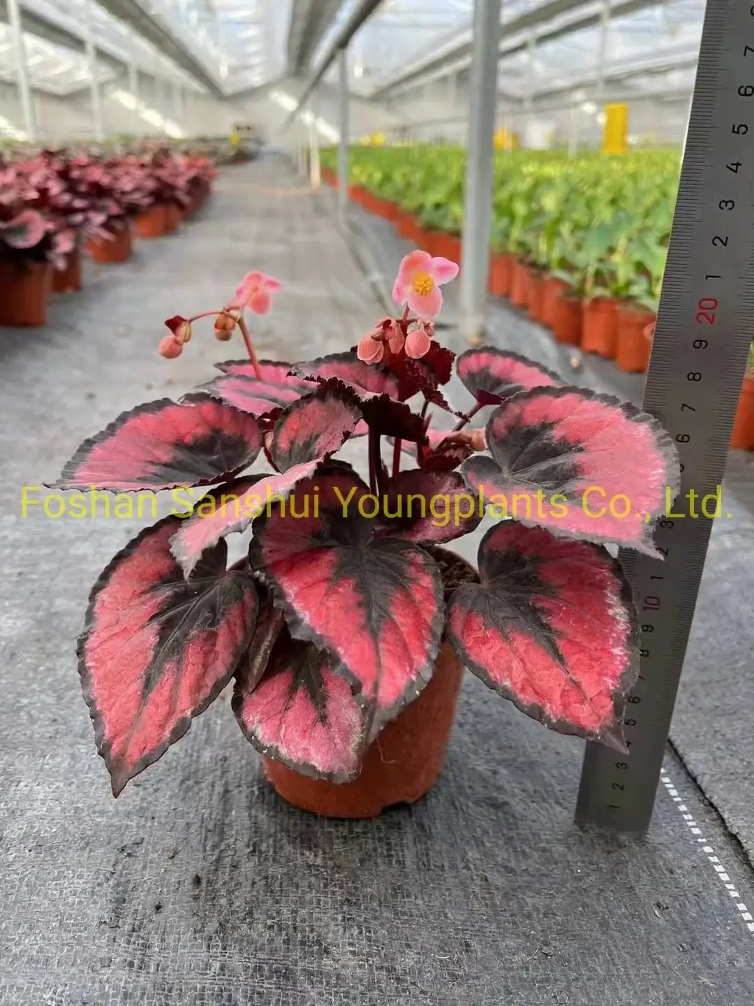 Foshan Youngplants - Begonia Rote Herz Laub und Blütenpflanzen importieren aus China Begoniaceae 1